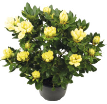 Gelb blühender Rhododendron mit grünen Blättern im schwarzen Kunststofftopf.