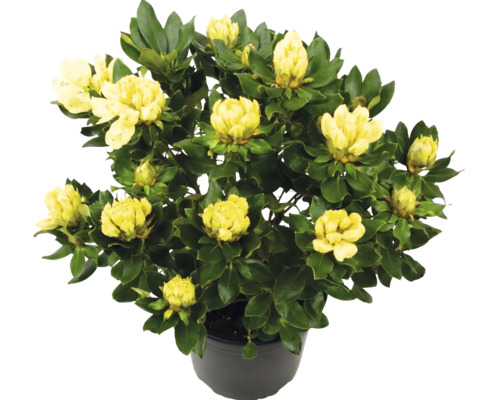 Gelb blühender Rhododendron mit grünen Blättern im schwarzen Kunststofftopf.