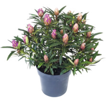 Rhododendron im Kunststofftopf mit vielen geschlossenen Blütenknospen und schmalen grünen Blättern.