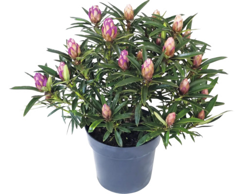 Rhododendron im Kunststofftopf mit vielen geschlossenen Blütenknospen und schmalen grünen Blättern.