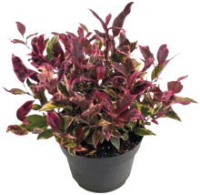 Papageienblatt Alternanthera mit rosa-grün panaschierten Blättern in einem schwarzen Kunststofftopf.