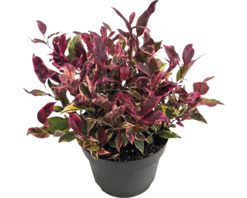 Papageienblatt Alternanthera mit rosa-grün panaschierten Blättern in einem schwarzen Kunststofftopf.