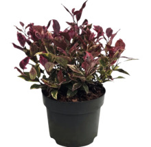 Alternanthera-Pflanze mit dunkelroten und grünen Blättern im schwarzen Kunststofftopf.