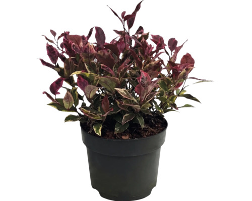 Alternanthera-Pflanze mit dunkelroten und grünen Blättern im schwarzen Kunststofftopf.
