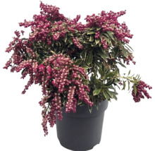 Pieris japonica Schattenglöckchen mit buntlaubigen Blättern und rosa Blütenknospen im dunklen Pflanztopf.