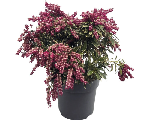 Pieris japonica Schattenglöckchen mit buntlaubigen Blättern und rosa Blütenknospen im dunklen Pflanztopf.
