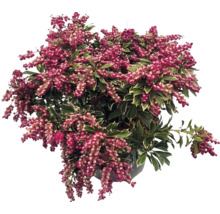 Japanische Lavendelheide Pieris japonica mit hängenden Blütenrispen und buntlaubigen Blättern.