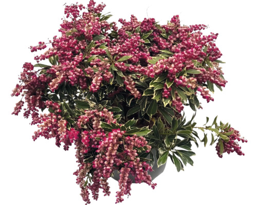 Japanische Lavendelheide Pieris japonica mit hängenden Blütenrispen und buntlaubigen Blättern.