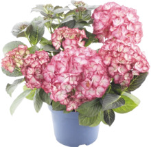 Hortensie mit rosafarbenen Blüten und grünen Blättern in einem blauen Topf.