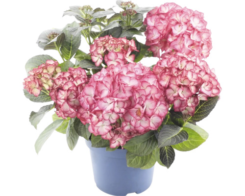 Hortensie mit rosafarbenen Blüten und grünen Blättern in einem blauen Topf.