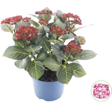 Bauernhortensie Hydrangea macrophylla im Topf mit dunkelgrünen Blättern und rötlichen Knospen sowie Detailansicht der Blüte.
