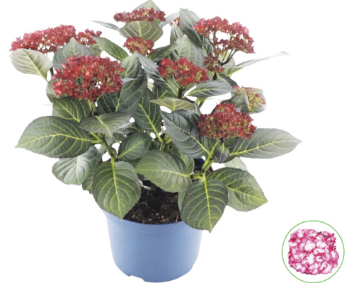 Bauernhortensie Hydrangea macrophylla im Topf mit dunkelgrünen Blättern und rötlichen Knospen sowie Detailansicht der Blüte.
