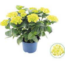 Bauernhortensie Hydrangea macrophylla im Topf mit limettengrünen Blüten.
