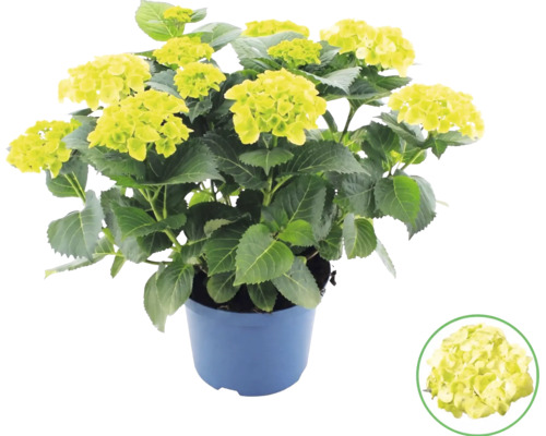 Bauernhortensie Hydrangea macrophylla im Topf mit limettengrünen Blüten.