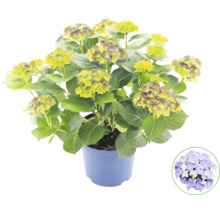 Hortensie Hydrangea macrophylla im blauen Kunststofftopf mit grünen Blättern und Knospen sowie einem Symbol zur Kennzeichnung der Blütenfarbe.