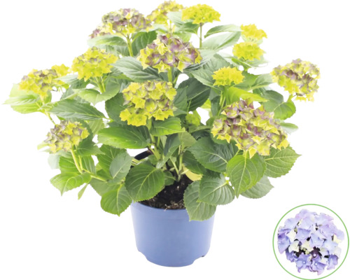 Hortensie Hydrangea macrophylla im blauen Kunststofftopf mit grünen Blättern und Knospen sowie einem Symbol zur Kennzeichnung der Blütenfarbe.