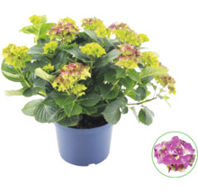 Hortensie im Topf mit Detailansicht einer pinkfarbenen Blüte.