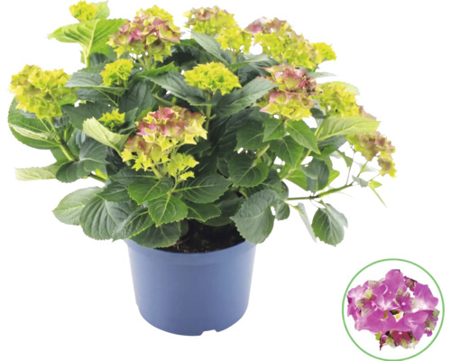 Hortensie im Topf mit Detailansicht einer pinkfarbenen Blüte.