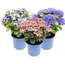 Drei Hortensien in blauen Pflanztöpfen mit Blüten in Rosa, Blau und Violett sowie grünen Blättern.