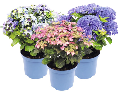 Drei Hortensien in blauen Pflanztöpfen mit Blüten in Rosa, Blau und Violett sowie grünen Blättern.