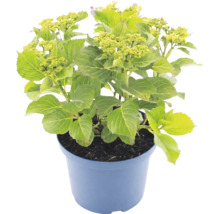 Hortensie im blauen Topf mit grünen Blättern und Knospen