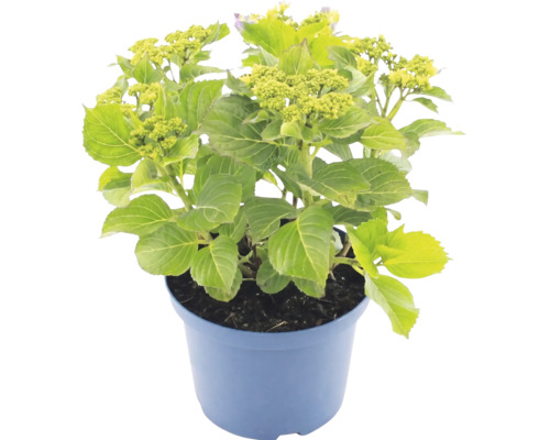 Hortensie im blauen Topf mit grünen Blättern und Knospen