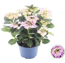 Bauernhortensie Hydrangea macrophylla mit rosa-gelben Blüten im Kunststofftopf.