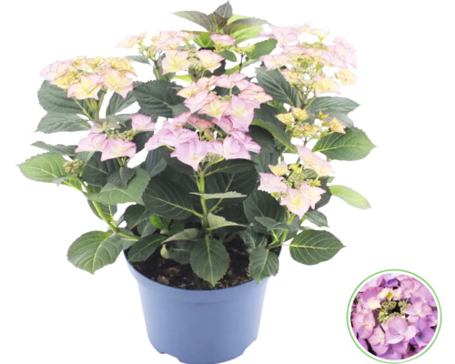 Bauernhortensie Hydrangea macrophylla mit rosa-gelben Blüten im Kunststofftopf.
