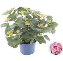 Bauernhortensie Hydrangea macrophylla im Topf mit grünen Blättern und Blütenknospen sowie Detailansicht einer rosa Blüte.