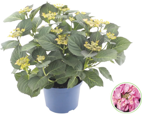 Bauernhortensie Hydrangea macrophylla im Topf mit grünen Blättern und Blütenknospen sowie Detailansicht einer rosa Blüte.