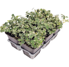Weißbunte Kriechspindel Euonymus fortunei in kleinen Töpfen in einer Transportpalette.