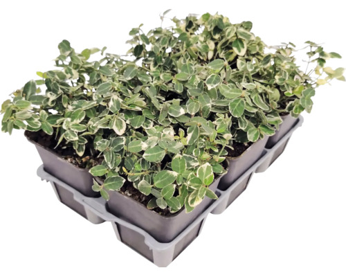 Weißbunte Kriechspindel Euonymus fortunei in kleinen Töpfen in einer Transportpalette.