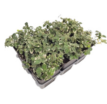 Bodendecker Euonymus fortunei in einem Pflanztray mit mehreren Einzelpflanzen und panaschierten Blättern.