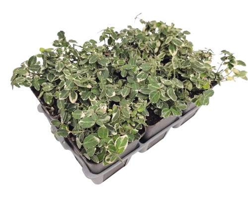 Bodendecker Euonymus fortunei in einem Pflanztray mit mehreren Einzelpflanzen und panaschierten Blättern.