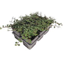 Bodendecker-Pflanzen in Kunststofftöpfen auf einer Transportpalette für den Garten.