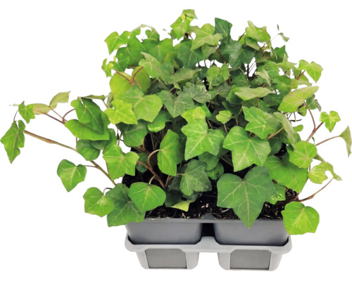 Gemeiner Efeu (Hedera helix) Pflanzen mit gelappten Blättern in einer grauen Anzuchtschale aus Kunststoff.