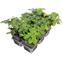 Bodendecker Pachysandra terminalis Dickmännchen in einer Pflanzpalette mit mehreren Töpfen.