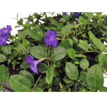 Kleines Immergrün Vinca minor mit violetten Blüten und grünen Blättern.