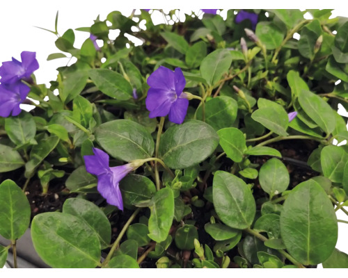 Kleines Immergrün Vinca minor mit violetten Blüten und grünen Blättern.