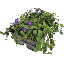 Kleines Immergrün Vinca minor im Sechserpack mit violetten Blüten und grünen Blättern.