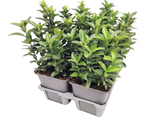 Japanischer Spindelstrauch Euonymus japonicus in Anzuchttöpfen auf einer Kunststoffpalette.
