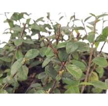 Kriechmispel Cotoneaster dammeri mit grünen ovalen Blättern und holzigen Zweigen als Bodendecker für den Garten.