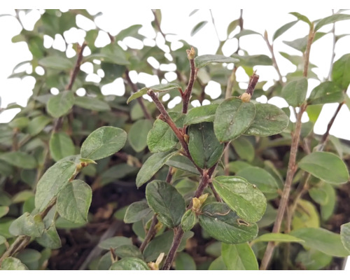 Kriechmispel Cotoneaster dammeri mit grünen ovalen Blättern und holzigen Zweigen als Bodendecker für den Garten.