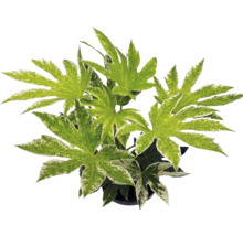 Fatsia japonica Spiders Web Zimmerpflanze mit panaschierten, handförmigen Blättern.