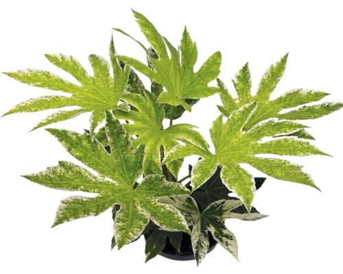Fatsia japonica Spiders Web Zimmerpflanze mit panaschierten, handförmigen Blättern.