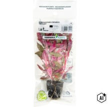 Aquariumpflanze Alternanthera reineckii Red Ruby in Folienverpackung von Dennerle Plants (Image AI modified or generated)
