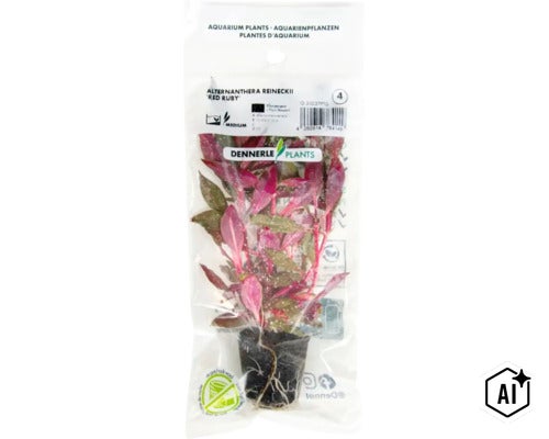 Aquariumpflanze Alternanthera reineckii Red Ruby in Folienverpackung von Dennerle Plants (Image AI modified or generated)