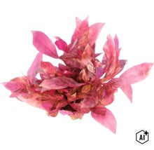 Alternanthera reineckii Aquarium-Pflanze für die Aquaristik (Image AI modified or generated)