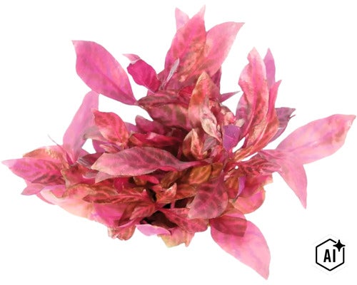 Alternanthera reineckii Aquarium-Pflanze für die Aquaristik (Image AI modified or generated)