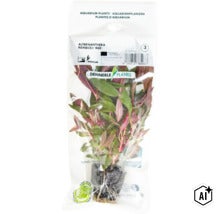 Aquarienpflanze Alternanthera reineckii Red von Dennerle Plants in transparenter Verpackung (Image AI modified or generated)